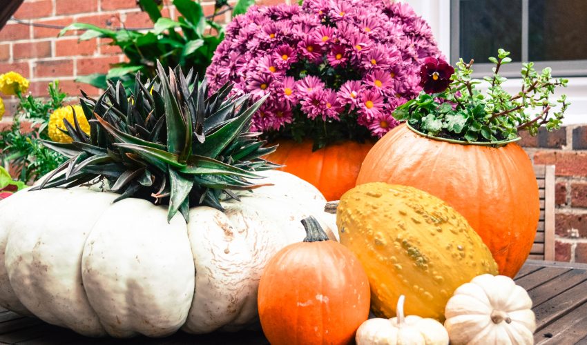 pumpkins, gourds and mums