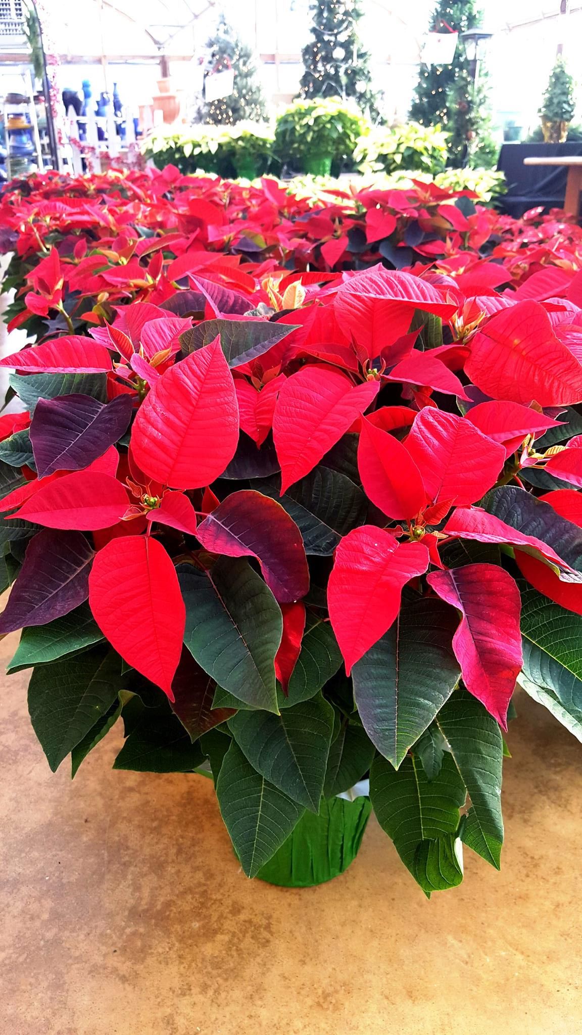 Poinsettia Care Tips Green Side Up Garden & Gifts