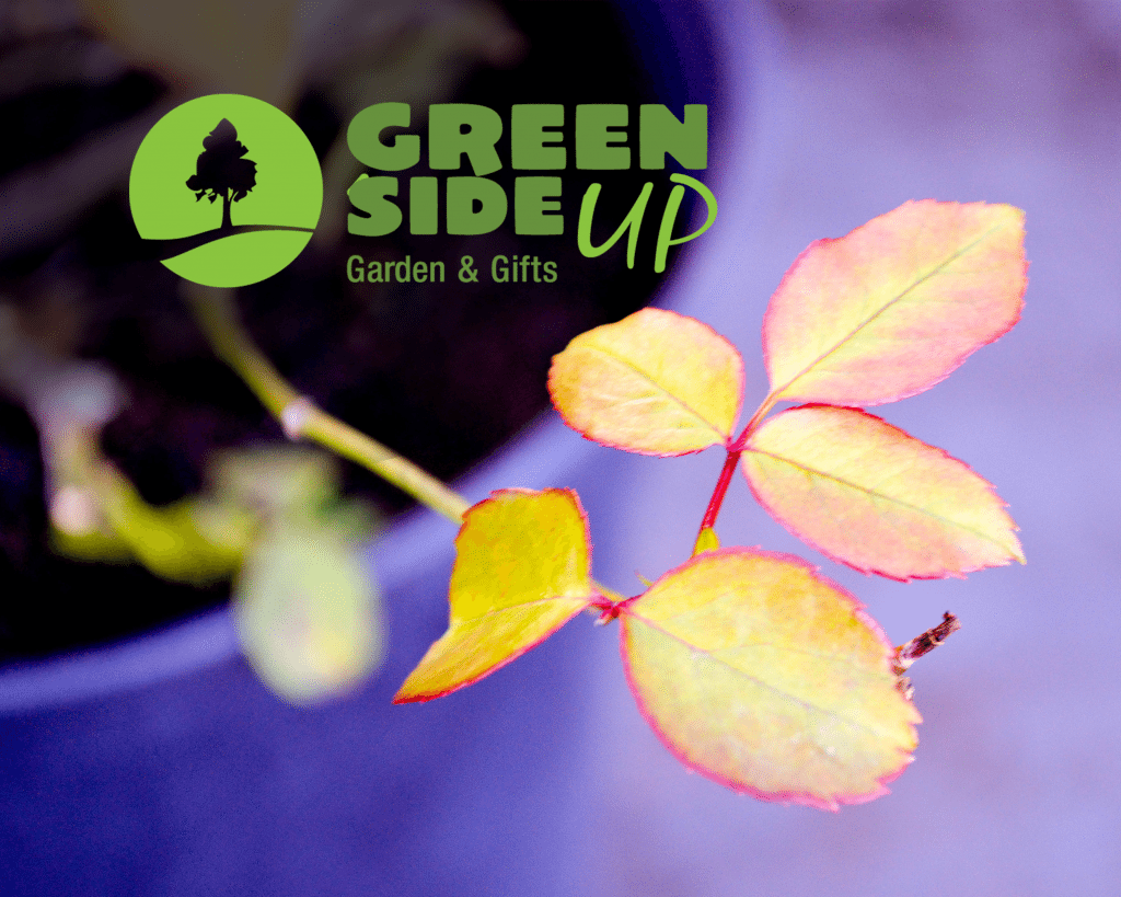 Pruning Roses in North Carolina, how to cut them back and when to do it