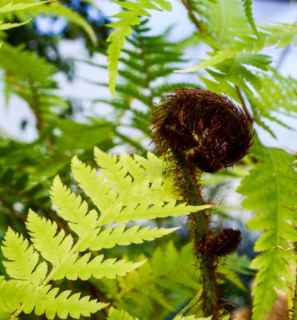 Ferns as Houseplants Green Side Up Garden & Gifts