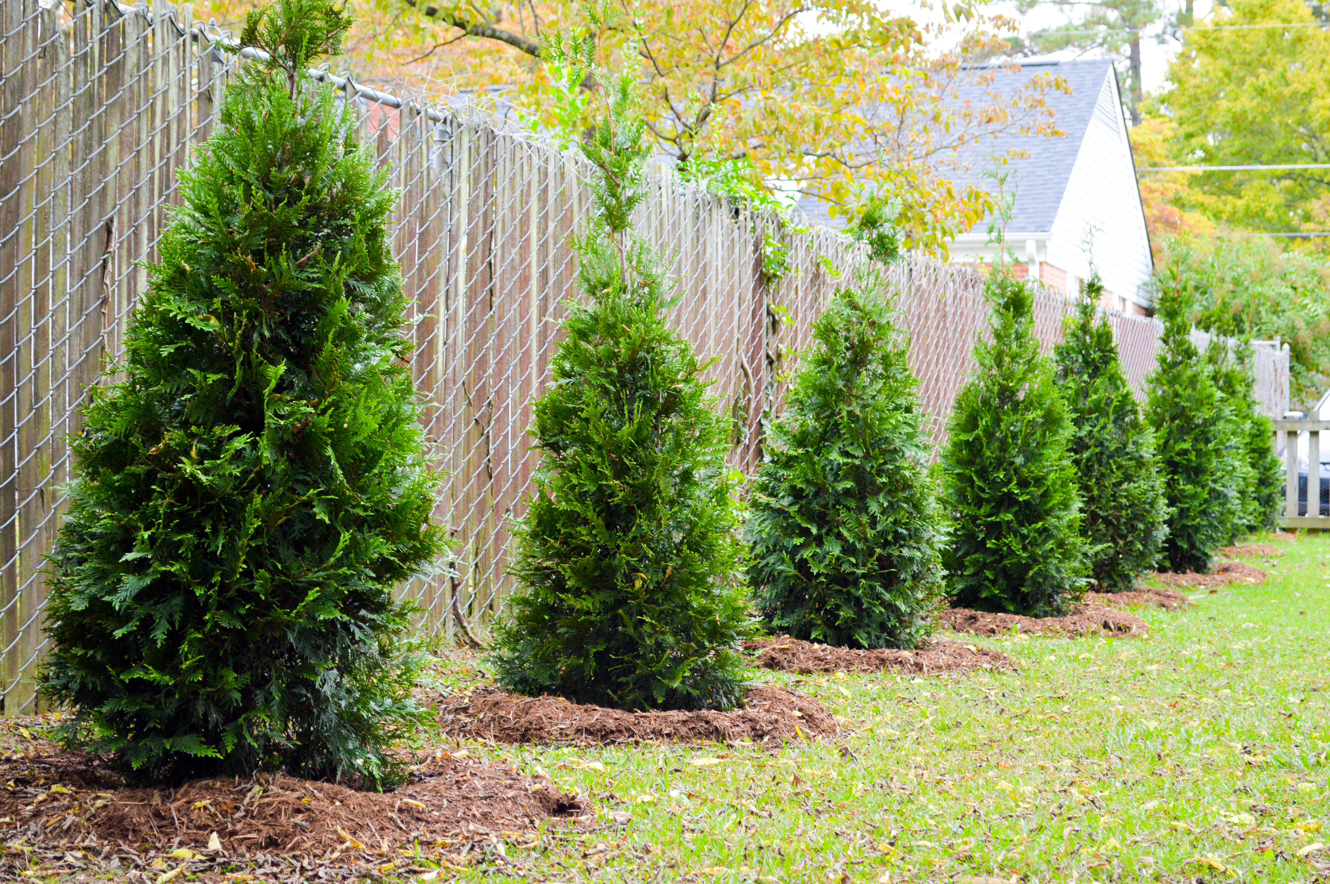 How Far to Plant Green Giant Arborvitae from Fence? 