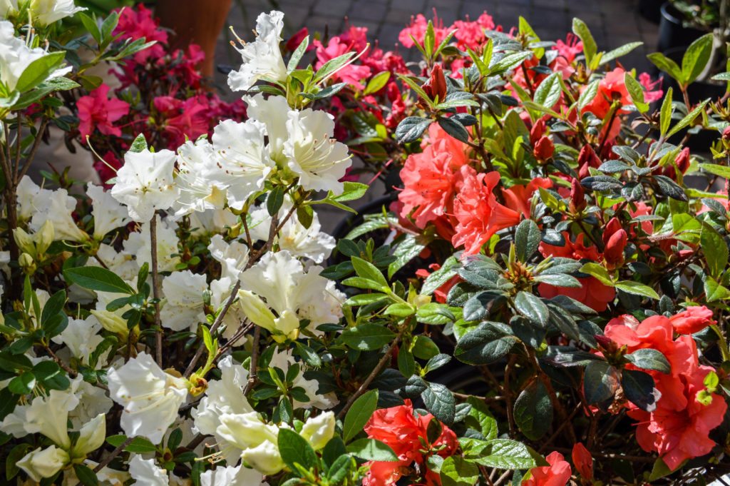 Azalea Maintenance & Care Green Side Up Garden & Gifts