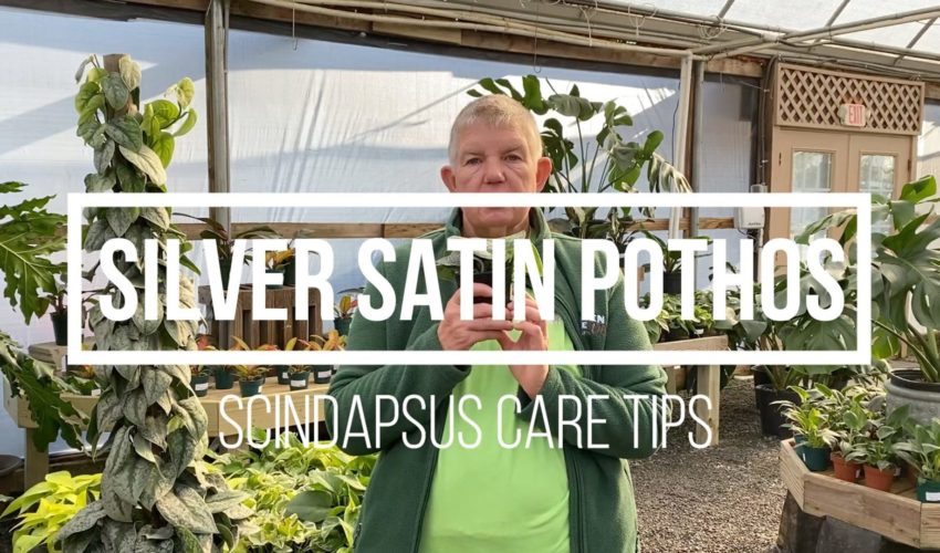 Silver Satin Pothos Care Tips - Green Side Up Garden & Gifts