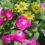 Creating Your Own Full Sun Combination Planter for Your Front Porch or Door
