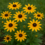 The Best Drought-Tolerant Plants for Fayetteville Summers