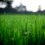 August Lawn Care in Fayetteville: Keeping Green in the Summer Heat