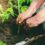 May Garden Tips for Fayetteville, NC: Gardening Through Drought Conditions