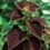The Best Heat-Tolerant Flowers That Thrive in Fayetteville, NC Summers